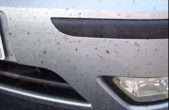 车漆腐蚀伤害-飞虫.jpg